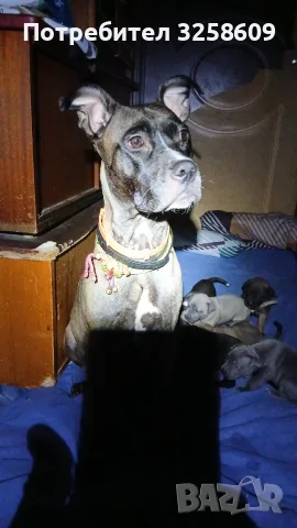 🐶 Продавам красиви Американски Питбул кученца - 8 броя, 2 месеца, снимка 18 - Питбул - 55679299