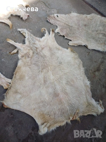 агнешки и кози кожи , снимка 6 - Антикварни и старинни предмети - 53671618