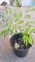 Продавам растение Глициния (Wisteria, Вистерия) , снимка 1