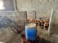 Био пресни домашни яйца, снимка 3