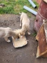 Малки КАНГАЛИ, снимка 4