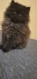 персийски котенца , снимка 2