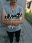 Продавам кученца ши тцу, снимка 7