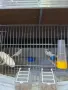 Две тазгодишни канарчета и един мъжки., снимка 4