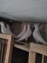 Пощенски, снимка 5