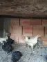Пилета на 2-месеца , снимка 1