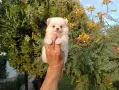 Померани. Мъжки и женски кученца., снимка 12