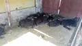 Продавам мъжки малачета , снимка 3
