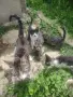 Подарява котенца-котки, снимка 3