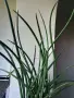 Сансевиера, sansevieria cylindrica, снимка 2