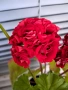 Мушкато (Red-Sibil-розичка), снимка 4