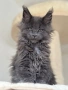 Мейн кун котенца / Мейн куун котенца / Maine coon kittens, снимка 9