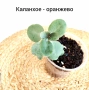 Комплект оm 12 Стайни Растения (Вкоренени), снимка 6