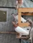 унгарски високолетачи бързаци, снимка 4
