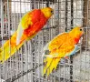 Продавам Неофеми двойка , снимка 2