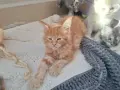 Котенца Мейн Куун , снимка 6