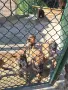 Белгийска овчарка Малиноа, снимка 3