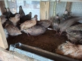 Мъжки пъдпъдъци , снимка 3