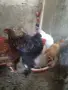Б Р А М А Пилета и Петлета, снимка 4