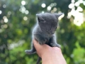 Котенца, снимка 4