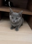 Руски сини котета , снимка 3