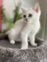 британска калър пойнт, снимка 4