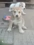 Свободни две женски , снимка 1