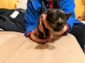 Подарявам едномесечни котенца, София , снимка 3