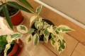 Три броя растения от род Фикус, Ficus alii, Ficus benjamin, Ficus ging-seng, 2 евро ! , снимка 2
