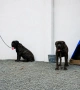 Pero De Presa Canario, снимка 3