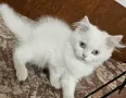Персийски котенца , снимка 8
