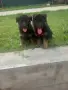 Търсят си нов дом., снимка 6