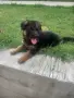 Търсят си нов дом., снимка 8