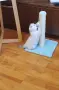 Шотландец колор поинт за разплод, снимка 8
