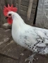 Свободни петли Синьо Брезе ,Сребърно брезе и Фризийска кокошка, снимка 2