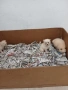 Mini Pomerani, снимка 12