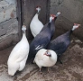 Яйца от токачки, снимка 5