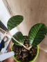 Хоя Ranauensis, снимка 3