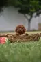 Той пудел Toy poodle, снимка 7