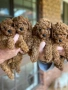 красиви мъжки и женски кученца пудел, снимка 8