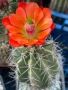 Кактус Echinocereus Triglochidiatus hybrid рядък вид кактус, снимка 1