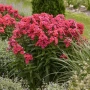Phlox paniculata ‘Salmon’ (Флокс паникулата ‘Salmon’), снимка 3