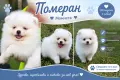 Померани момчета, снимка 1