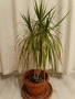 Юка, драцена, сингониум, шефлера, сансивиера, снимка 9