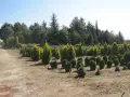 Производствена база за декоративни растения на бала, снимка 6