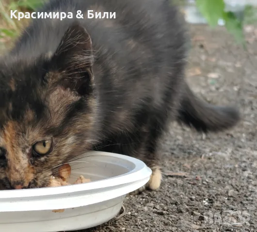 Търсим дом на това слънчице, снимка 3 - Други - 55449005