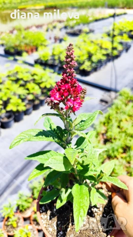Buddleja dav. Butterfly Candy Little Ruby, снимка 6 - Градински цветя и растения - 54840666
