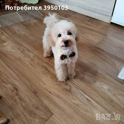 Мини пудел момченце , снимка 6 - Пудели - 54236028