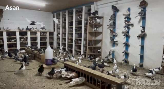 Пазарджишки високолетачи , снимка 3 - Гълъби - 54595569