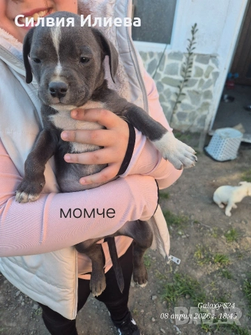 Малки бебета питбули, снимка 7 - Питбул - 53937837